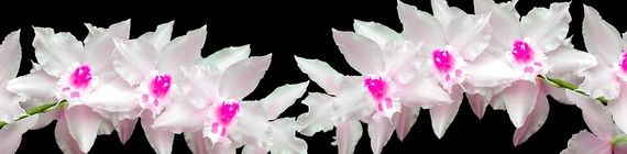 стеклянный фартук с картинкой орхидеи