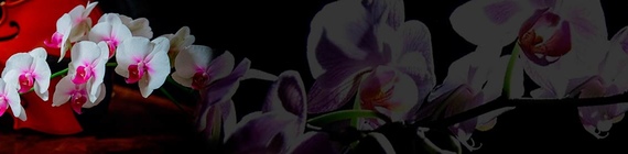 скинали с изображением орхидей