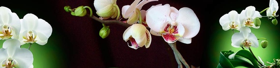 стеклянный фартук с картинкой орхидеи
