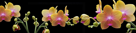 фартук из стекла для кухни с фотографией орхидей