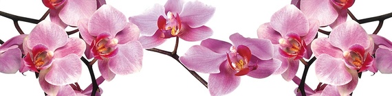 скинали с изображением орхидей