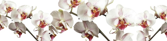 стеклянный фартук с картинкой орхидея